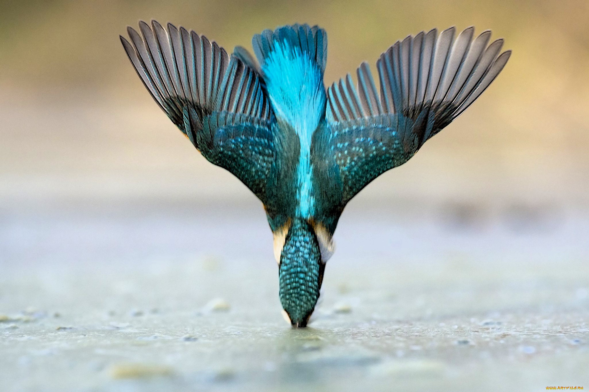 ��������, ���������, ���������, ����, �����